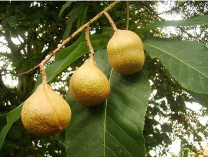 SHOP 360 GARDEN Aesculus indica, Indian horse chestnut, Himalayan horse chestnut - Multipurpose Tree Seeds for Planting - Pack of 50 grams seeds Seed