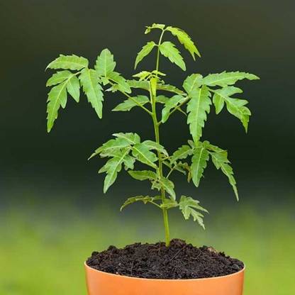 SHOP 360 GARDEN Azadirachta indica, Neem Tree Seeds for Planting - Pack of 40 Seeds Seed