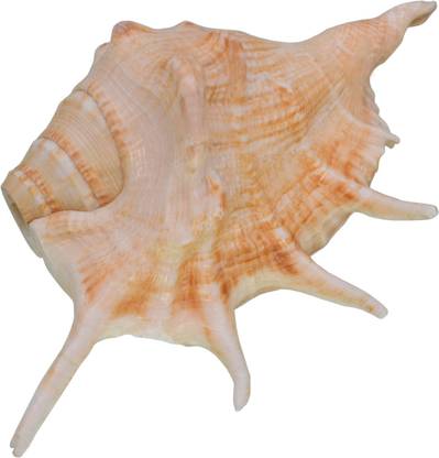 JMALL Maa Lakshmi /Ganesh NON Blowing Shankh Sea Shell - 01 A Decorative Shankh