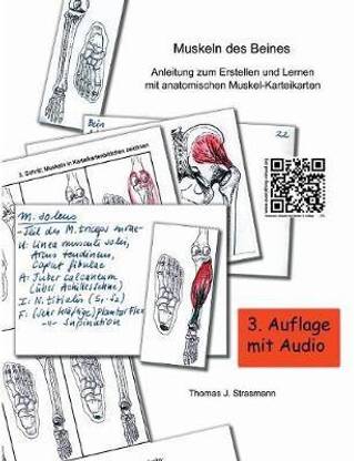 Muskeln des Beines