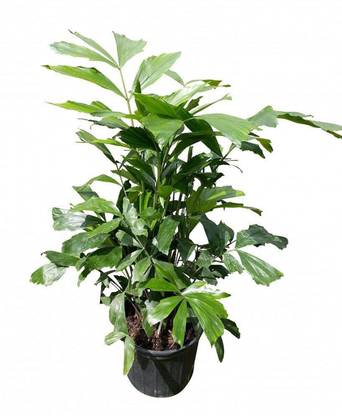Green World FISHTAIL PALM / CARYOTA URENS / MACHLI PALM ORNAMENTAL TREE SEEDS ( 5 GMS SEEDS ) Seed