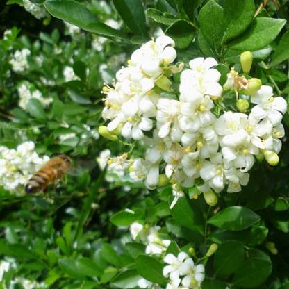 Trothic Gardens Flower Live Plant Murraya Paniculata Chinese Box Dark Green All Time Garden Plant(1 Healthy Live Plant) Seed