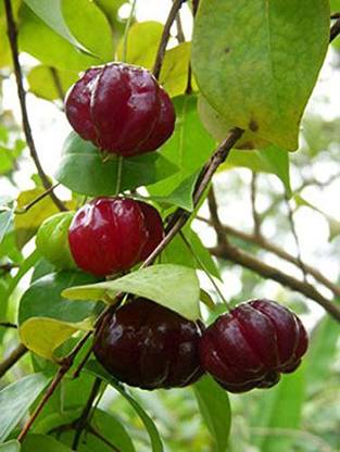 Trothic Gardens High Yield Rare Eugenia uniflora Black Surinam Cherry Tropical Fruit Plant (1 Healthy Live Plant) Seed