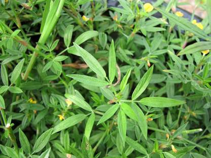 Green World STYLO HAMATA / STYLOSANTHES HAMATA FODDER GRASS SEEDS ( 100 GMS SEEDS ) Seed