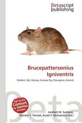 Brucepattersonius Igniventris