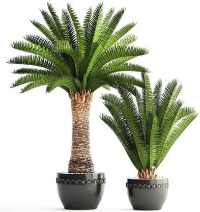 Green World PHOENIX CANARIENSIS PALM ORNAMENTAL TREE SEEDS ( 10 SEEDS ) Seed