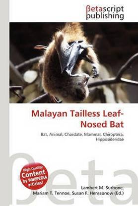 Malayan Tailless Leaf-Nosed Bat