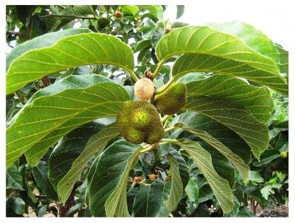MODERN PLANT Live Badhal fruit Plant With Pot - Healthy Plant