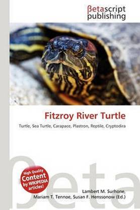 Fitzroy River Turtle