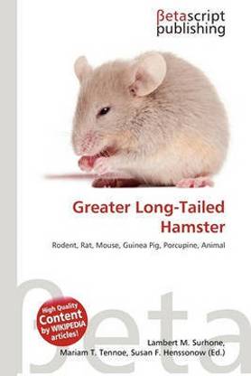 Greater Long-Tailed Hamster