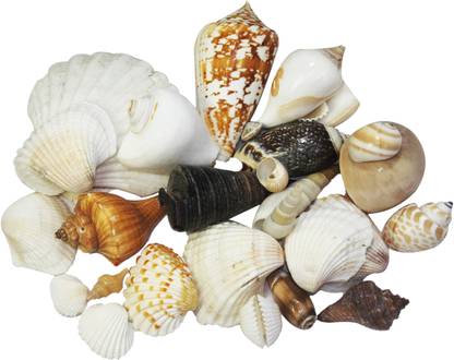 Dcenterprises Home Decoration Mixed Shells for Aquarium Ornaments Shale Unplanted Substrate