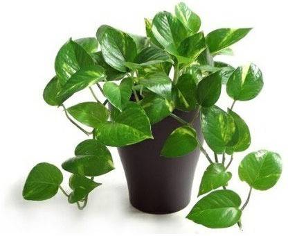My Dream Nursery Pothos Plant