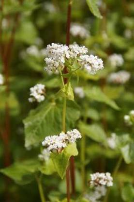 Buckwheat Flowers Blooming Journal