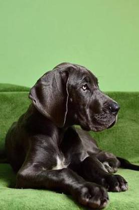 Such a Beautiful Black Great Dane Dog Pet Journal