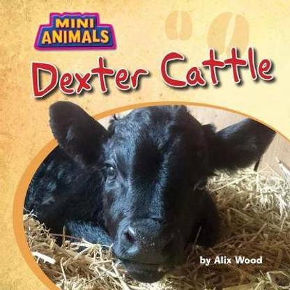 Dexter Cattle