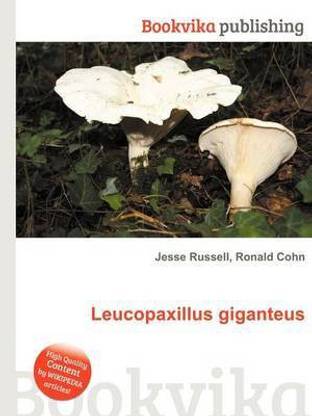 Leucopaxillus Giganteus