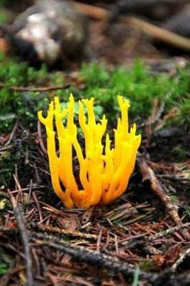 Calocera Viscosa Yellow Stagshorn Fungus Journal