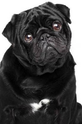 Precious Black Pug Dog Journal