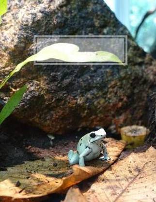 Golden Poison Dart Frog