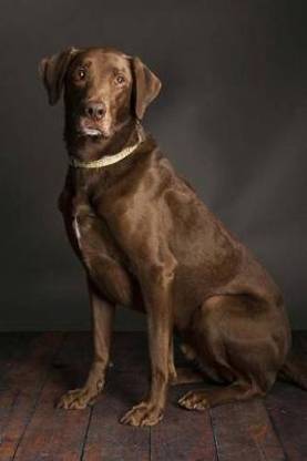 Beautiful Chocolate Labrador Retriever Dog Journal