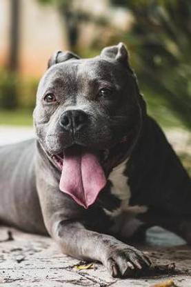 Happy Pit Bull Dog