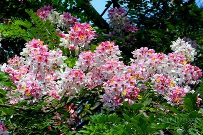 M-Tech Gardens Ornamental Apple blossom cassia ( Cassia javanica ) Pink Cassia Tree 20 Seeds for Growing Seed
