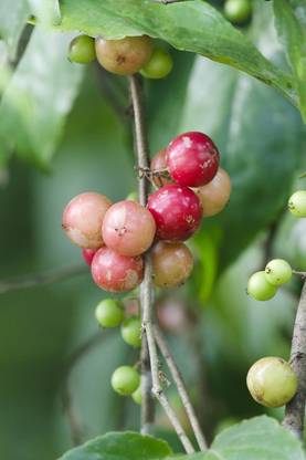 Trothic Gardens Dwarf Flacourtia Jangomas Rare Fruit Live Plant - High Delicious Loobi Lololikka Fruit Plant (1 Healthy Live Plant) Seed