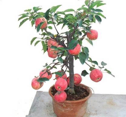 FRESHO Apple Seeds(200 Seeds) Seed
