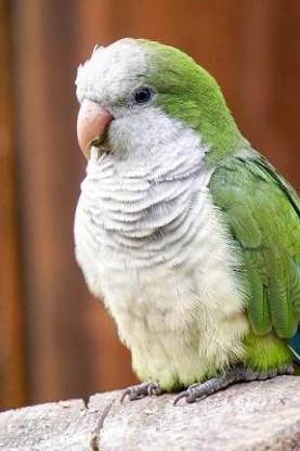 Monk Parakeet (Myiopsitta Monachus) Bird Journal