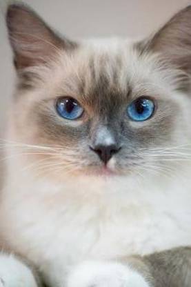 My Ragdoll Cat Notebook