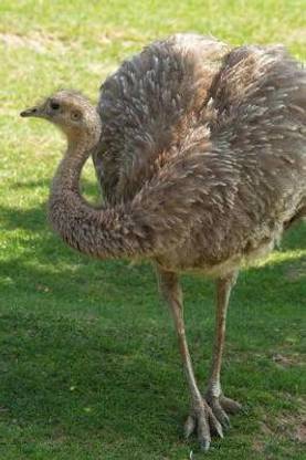Lesser Rhea Bird Journal