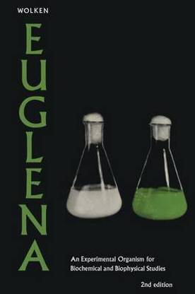 Euglena