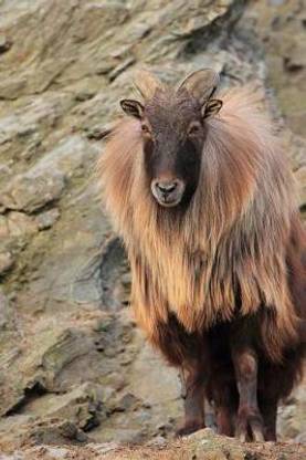 Himalayan Tahr Journal