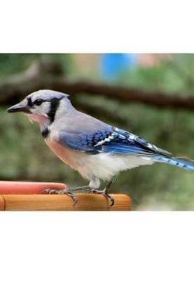 Blue Jay Bird
