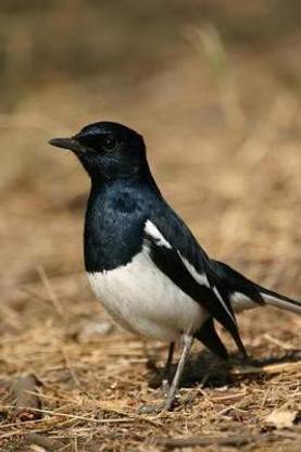 Oriental Magpie Robin Bird Journal