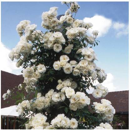 J R GLOBLE Rose Plant