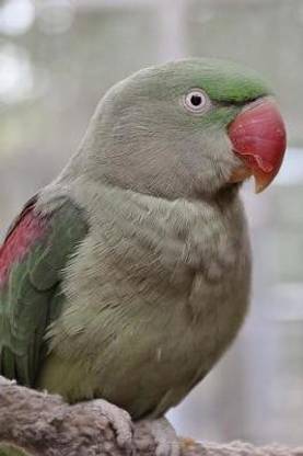 My Alexandrine Parakeet Notebook