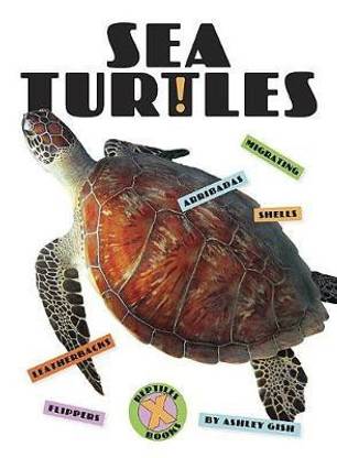 Sea Turtles