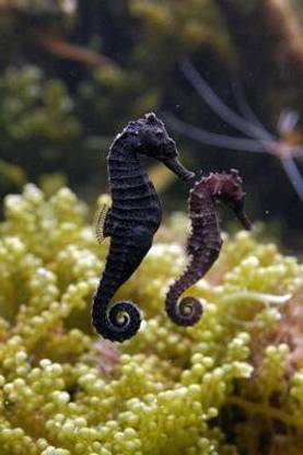 Two Seahorses (Hippocampus) at a Zoo Aquarium Marine Fish Journal