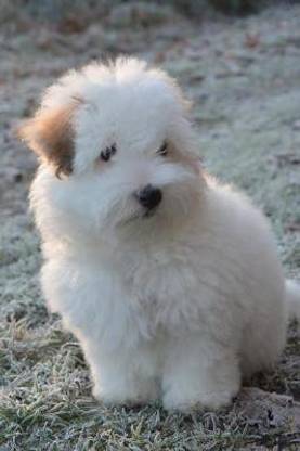 So Cute Little Coton de Tulear Puppy Dog Journal