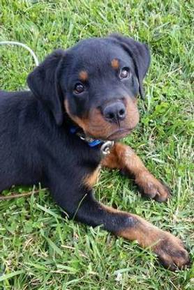 Rottweiler Puppy Dog Journal Journal