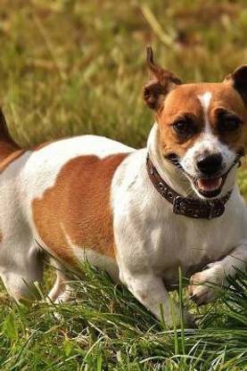 Jack Russell Terrier Dog Running in the Grass Journal