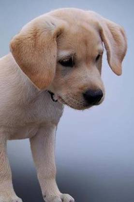 Super Cute Little Yellow Labrador Retriever Puppy Dog Journal