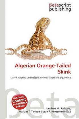 Algerian Orange-Tailed Skink