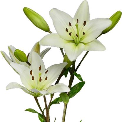 LIVE GREEN Asiatic Lily White Imported and Hybrid Flower Bulbs - Pack of 20 Bulbs Seed