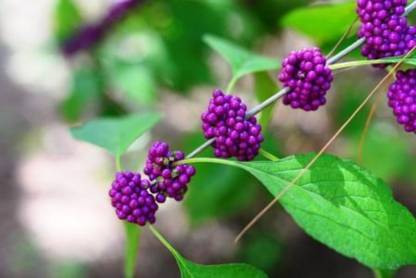 SHOP 360 GARDEN Callicarpa macrophylla, Priyangu, Priyangu beej Herbal Plant Seeds For Growing - Pack of 50 Seeds Seed
