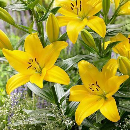 LIVE GREEN Asiatic Lily Yellow Imported and Hybrid Flower Bulbs - Pack of 20 Bulbs Seed