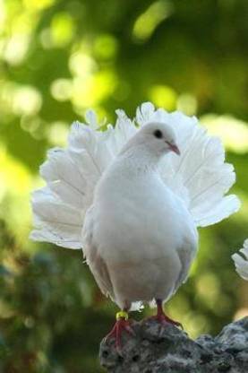White Dove Bird of Peace Journal