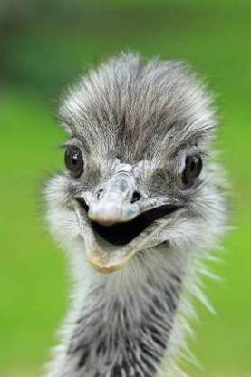 Greater Rhea Bird Portrait Journal