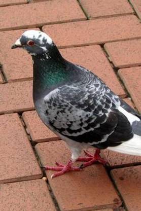 Spotted Dove Bird Journal